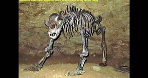 Extinct Pleistocene Megafauna of Eurasia