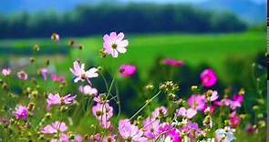 Flowers - Video Background HD 1080p