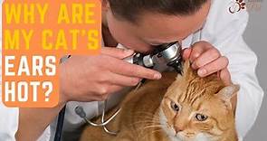 Why Are My Cat's Ears Hot? 5 Reasons and Solutions for Feline Ear Warmth