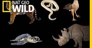 Meet Some of the World's Most Endangered Animals | Nat Geo Wild