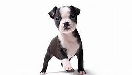 Boston Terrier (Bostie) Puppies For Sale