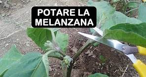 POTARE LA MELANZANA