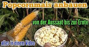 Popcornmais anbauen: Von der Aussaat bis zur Ernte Popcorn Mais pflegen pflanzen
