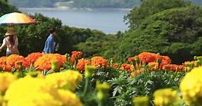 How To Visit Nokonoshima Island in Fukuoka - Fukuoka