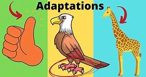 What are adaptations? Adaptations in Biology Examples