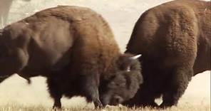 Bison Battle | Yellowstone | BBC Earth