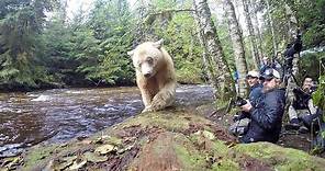 Meet the spirit bears of Canada’s Great Bear Rainforest