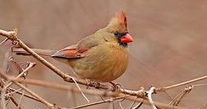 Northern Cardinal Identification, All About Birds, Cornell Lab of Ornithology