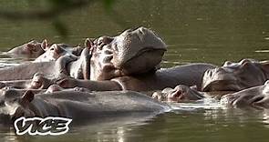 Podría ser necesario matar a los 'hipopótamos de la cocaína' de Pablo Escobar