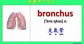 看圖學中英文 03 人體器官 (Learning Chinese and English Vocabularies about human body)