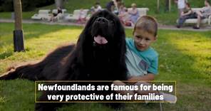 5 Giant Dog Breeds That Make The Best Pets