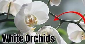 white orchids meaning - white orchid flower 🌶️📌