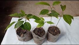 How to propagate mahogany or swietenia macrophylla tree from seed