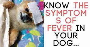 Know the Symptoms of Fever in Your Dog