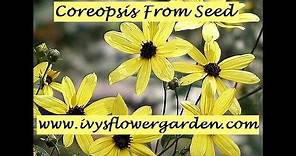 Starting Coreopsis from Seed Part 2