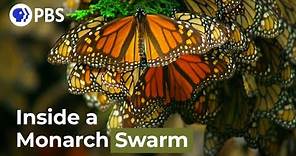 Watch a Breathtaking Monarch Butterfly Swarm