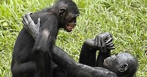 love of bonobos#bonobos vs chimpanzee#wild wives of Africa
