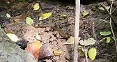 Salamander Eating Worms