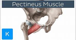 Pectineus Muscle - Origin, Insertion, Function & Innervation - Anatomy | Kenhub