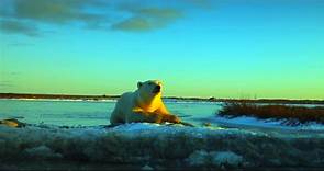 Wonders of the Arctic | movie | 2014 | Official Trailer - video Dailymotion