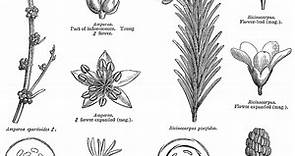 Euphorbiaceae ~ Everything You Need to Know with Photos | Videos