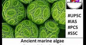 Coccolithophores (Ancient marine algae)