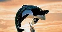 Free Willy - movie: where to watch streaming online