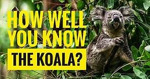 Koala || Description, Characteristics and Facts!
