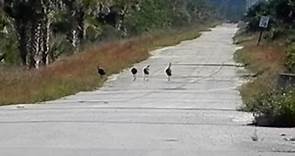 4 Turkeys - Picayune Strand WMA, Collier County, FL