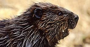 Beaver Fact Sheet: Everything You Need to Know About Beavers