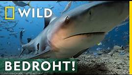 Diese Bullenhaie müssen geschützt werden! | Hai Life