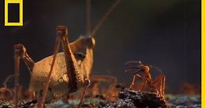 Ces fourmis dévorent absolument tout sur leur passage