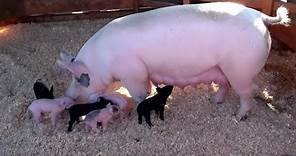 AWESOME MOTHER PIGS & THEIR PIGLETS - A Must See