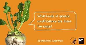 Agricultural Biotechnology: What Kinds of Genetic Modifications Are There For Crops?