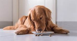 The Best Foods for Dogs With Allergies