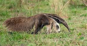 12 Astonishing Giant Anteater Facts - Fact Animal