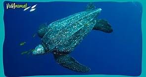 TORTUGA LAÚD: La tortuga marina mas grande del mundo.