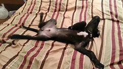 Lazy Great Dane puppy won't get out of bed
