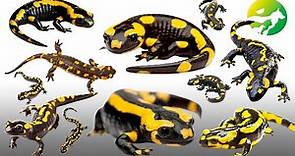 Learn The Fire Salamander Classification - Characteristics of Animals