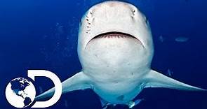 Tiburón Toro | Shark Week | Discovery Latinoamérica