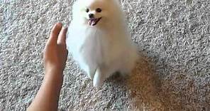 Cute Talented Dog: Duke the Pomeranian!
