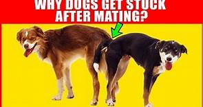Why Dogs Get Stuck After Mating - Breeding Process Explained