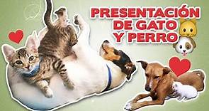 PRESENTACIÓN de GATO y PERRO 🐱💖🐶 | 4 pasos para que un gato y un perro se lleven bien