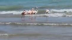 Flamingos spotted in WISCONSIN! 🦩