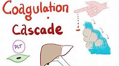The Coagulation Cascade | Most COMPREHENSIVE Explanation
