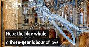 The blue whale: a three-year labour of love | Natural History Museum