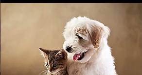 Top 10 Dogs that are Friends with Cats