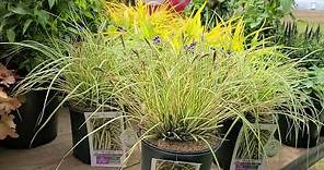 Carex 'Evergold' (Japanese Sedge Grass) // BEAUTIFUL, BRIGHT, Perennial, EASY to GROW grass