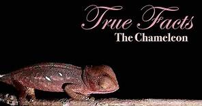 True Facts About The Chameleon