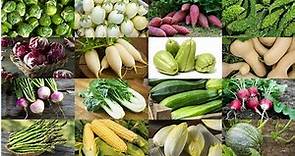 Vegetable Names With Pictures. Different Types of Vegetables and Their Names in English.
